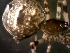 Cryptachaea blattea