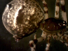Cryptachaea blattea