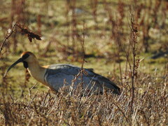 Theristicus melanopis