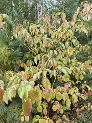 Cornus alternifolia