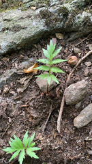 Hydrophyllum virginianum