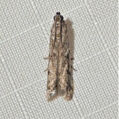 Phycitodes reliquellum