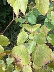 Cornus alternifolia