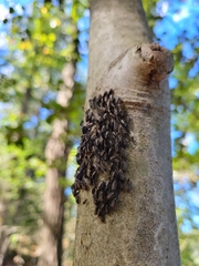 Cerastipsocus venosus