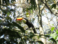 Ramphastos toco