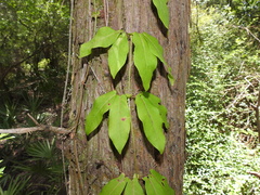 Bignonia