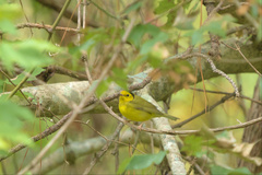 Setophaga citrina