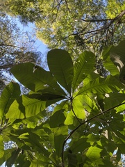 Magnolia tripetala