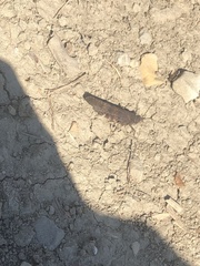 Oedipodinae