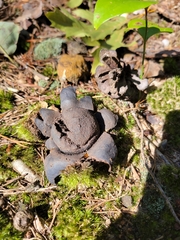 Scleroderma