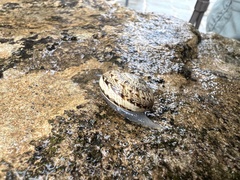 Marmorana serpentina