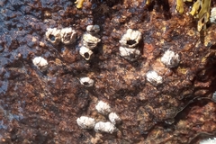 Balanomorpha