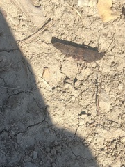 Oedipodinae