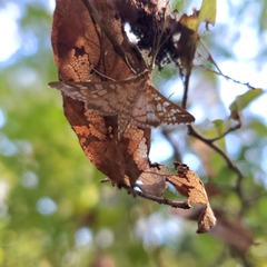 Epipagis fenestralis