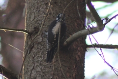 Picoides tridactylus