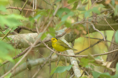 Setophaga citrina