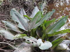Orontium aquaticum