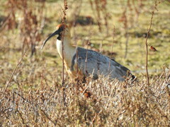 Theristicus melanopis