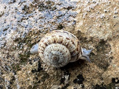 Marmorana serpentina