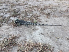 Iguana iguana