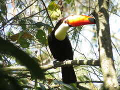 Ramphastos toco