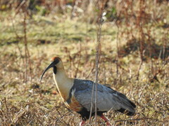 Theristicus melanopis