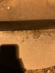 Latrodectus geometricus