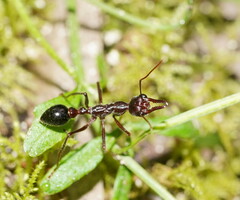 Myrmecia forficata