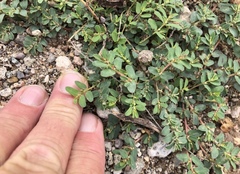 Euphorbia stictospora