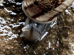 Marmorana serpentina