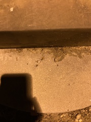 Latrodectus geometricus