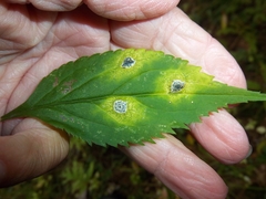 Asteromyia carbonifera