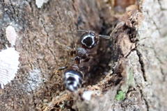 Crematogaster vermiculata