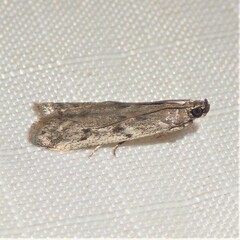 Phycitodes reliquellum