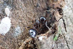 Crematogaster vermiculata