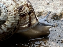 Marmorana serpentina