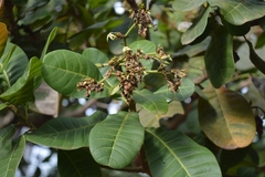 Anacardium