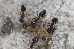 Crematogaster vermiculata