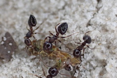 Crematogaster vermiculata