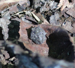 Gelastocoris oculatus