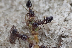 Crematogaster vermiculata