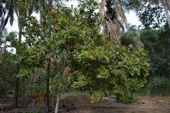 Anacardium
