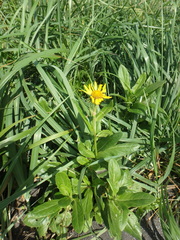 Senecio pseudoarnica