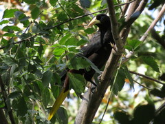 Psarocolius decumanus