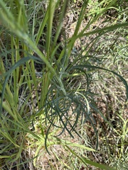 Senecio flaccidus