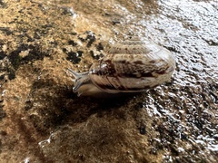 Marmorana serpentina