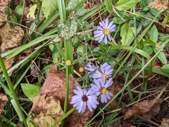 Symphyotrichum shortii