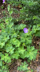 Geranium pyrenaicum