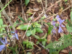 Symphyotrichum shortii