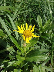 Senecio pseudoarnica
